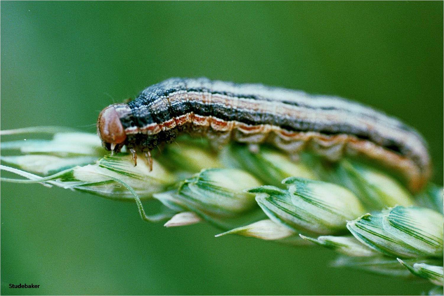 Maize Insect Pest DigoKrishi